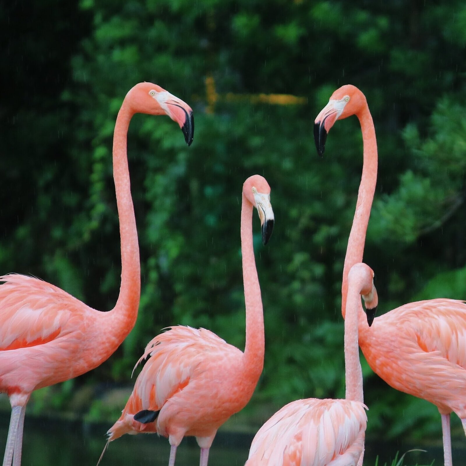 flamingos standing